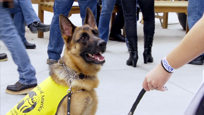 Guide Dogs Of America: Video