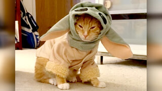 Totally Funny Animals: A Totally Funny Animals Halloween