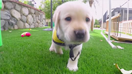 Guide Dogs Of America: 1