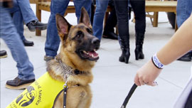 Guide Dogs Of America: 3