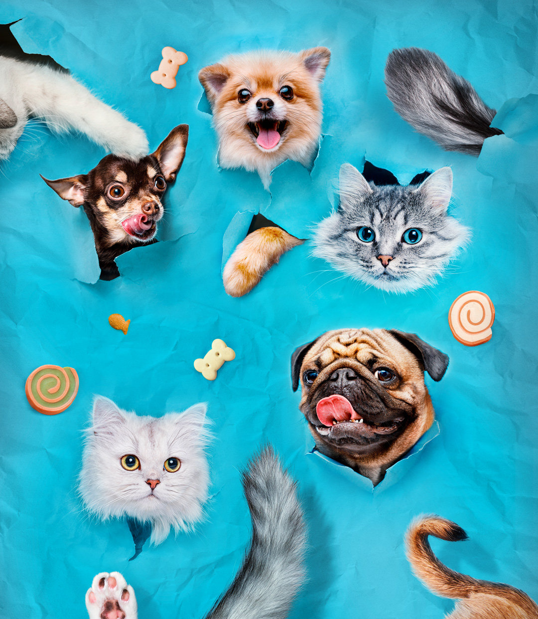Funny Animals 2023 - Cute Dogs and Cats Doing Hilarious Things