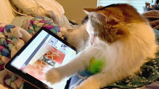 World's Funniest Animals: Episode 314