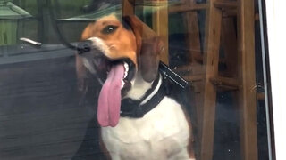 World's Funniest Animals: Episode 315