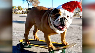 Totally Funny Animals: A Totally Funny Animals Holiday